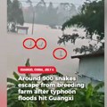 Stotine otrovnih zmija pobeglo sa poplavljene farme u Kini: Scene kao u horor filmu, zabeležen i smrtni slučaj (video)