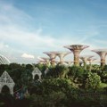 Singapur planira da posadi milion stabala drveća, u borbi protiv toplotnih talasa