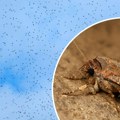 Šta se dešava?! Milioni moljaca preplavili grad, ljudi u strahu: Natalijin snimak kao iz apokalipse