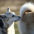 Zašto psi njuše jedni druge – kakve informacije dobijaju?