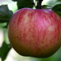У Србији се користи више од 1.200 препарата: Црвљива или прскана јабука - шта је здравије?