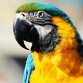 Koristio papagaje za zaradu na plaži u Pefkohoriju, kažnjen sa 20.000 evra