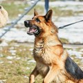 Vojska u Nišu prodaje pse, građani negoduju, traže udomljavanje