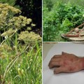 Invazivna biljka opasna po zdravlje osvojila pančevački rit Počinje borba za spas prirode