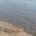 JKP "Gradsko zelenilo" Novi Sad: Dunav na Štrandu u četvrtoj klasi kvaliteta, preporučuje se tuširanje nakon kupanja