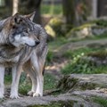 Užas u Nemačkoj: Vuk napao osmogodišnju devojčicu u zoološkom vrtu, dete teško povređeno