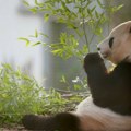 Par džinovskih pandi posle 12 godina vraćen iz Britanije u Kinu