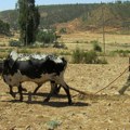 UN apeluju na hitna sredstva za borbu protiv suše u Etiopiji