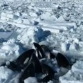 Najmanje 10 orka kitova zarobljeno u ledu kod obale Japana (VIDEO)