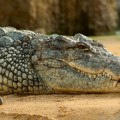 Španija: građanima oduzeti krokodili, pitoni i još desetine ugroženih vrsta