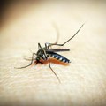 Izbegavajte komarce u širokom luku Naučnici strepe od proširivanja malarije i denge u Evropi zbog globalnog otopljenja…