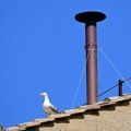 (Foto, video) čekamo novog papu, a galebovi glavne zvezde: Dok su sve oči uprte u dimnjak u Vatikanu, svi gledaju u "nezvane…