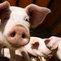 Tri aktivna žarišta afričke kuge svinja u Srbiji, odmah obavestiti veterinara: Širi se i u regionu