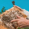 Upozorenje pčelarima u Vrbasu i Zrenjaninu: Tretmani protiv komaraca iz vazduha i sa zemlje od 22. juna do 7. Jula Prskanje…