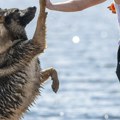 Slepa žena progledala kada je krenula da poljubi psa: Čudesni oporavak posle klasične sreće u nesreći