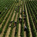 Berba grožđa u Topoli poranila 20 dana: Vinogradari se prilagođavaju klimatskim promenama