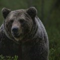 Medved provalnik uhvaćen u Kaliforniji posle više od godinu dana