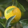 Limun kao hrana i lek za probavu, holesterol, jetru, kožu, zube… Gomex porodični magazin Gomex magazin - Limun Limun za…