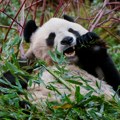 Džinovske pande stigle nazad u Kinu, posle 12 godina u Britaniji