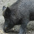 Velika sramota u Prijepolju: Ubijena ženka divlje svinje koja je na svet trebalo da donese petoro prasadi