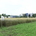 Nakon padavina obavezno zaštititi klas i list pšenice