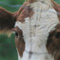 Imlek uz domaće farmere - bez smanjivanja otkupne cene mleka