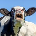 Krave na udaru zaštitnika planete: "Manje goveda, manje metana" VIDEO