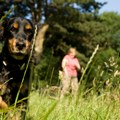 Jedan pas sa liste težak je svega nekoliko kilograma, ali ga veterinar smatra među najnezgodnijima za pregled