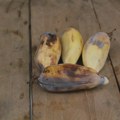 "Banana na steroidima": Mogla bi da veoma smanji glad u svetu