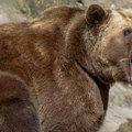 Žena (31) umrla nakon što ju je napao medved u Slovačkoj