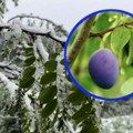 Mraz desetkovao voće u ivanjičkim selima: Meštani svakog jutra sa strahom ulaze u šljivike i malinjake