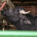 Bik ubio vlasnika (44) u Jajcu! Izveo goveda na ispašu, ubrzo nađeno njegovo telo