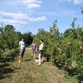 Zbog mraza bez kruške, trešnje, kajsije... U paraćinskom ataru, ova godina se pokazala kao katastrofalna za voćarsku…