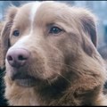 Ovaj horor nije kao drugi: Priča iz perspektive psa u ukletoj kući! Neverovatan strah (video)