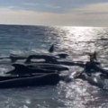 Kitovi piloti opet nastradali na obalama Novog Zelanda