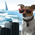 EU menja pravila putovanja sa kućnim ljubimcima: Značajne promene