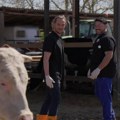 Ево где је данас "Вампир" из филма "Монтевидео": Ухваћен у штали са коњима и кравама, призор изненадио све