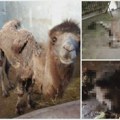Tužilaštvo odbacilo prijave zbog stanja životinja u Zoo vrtu Palić: Veštačenje pokazalo da nema elemenata krivičnog dela