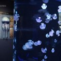 VIDEO: Muzej posvećen isključivo meduzama otvoren na Floridi