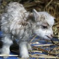Putujući zoološki vrt u Americi pod istragom zbog životinja zaraženih besnilom