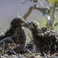 Mladunče beloglavog orla u ruskom zoo vrtu dobilo ime Tramp: "Da je bilo ženka, zvala bi se Melanija"