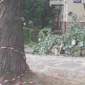 Drvo palo na devojčicu (8) i ženu (41): Užas u Novom Sadu: Sa teškim povredama hitno prevezene na odeljenje hirurgije