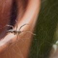 Zbog ovoga ne smete ubiti nijednog pauka Evo zašto su pauci u vašem domu zapravo dobra stvar, ono što rade dok spavate će vas…