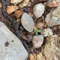 Izašao da prošeta pa snimio nešto što ga je prestravilo: Mislio da mu se priviđa, a onda je shvatio u šta tačno gleda! (video)…