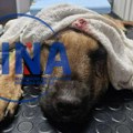 Užas u Priboju: Muškarac motkom krvnički po glavi i telu izudarao mirnog psa, veterinari mu jedva spasili život - sada dobri…