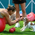 Sabalenka preklinje: Vimbldone, promeni ovo pravilo!