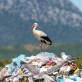 Rode sve manje traže hranu u prirodi: Deponije im pomažu da prežive, ali kriju veliku opasnost