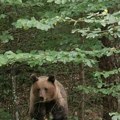 (Foto, video) Drama na Tari Medved krenuo na šestoro ljudi, pokušao da uđe u "Sovinu učionicu": Tragediju sprečio Srećko…