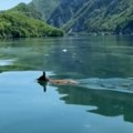 Neverovatan prizor sa perućca: Mladi srndać preplivava jezero da u susednoj Bosni nađe ljubav (foto)