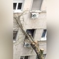 (FOTO) Drvo palo na zgradu porodilišta, oštetilo prozor: Oglasio se i KBC Zvezdara